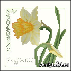 Daffodil Floral (CSC)