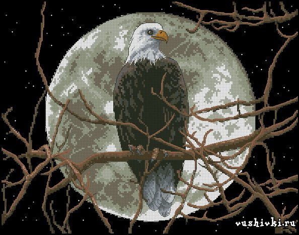 Eagle in Moonlight (Dimensions)